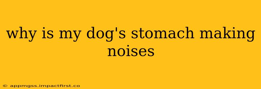 why is my dog's stomach making noises