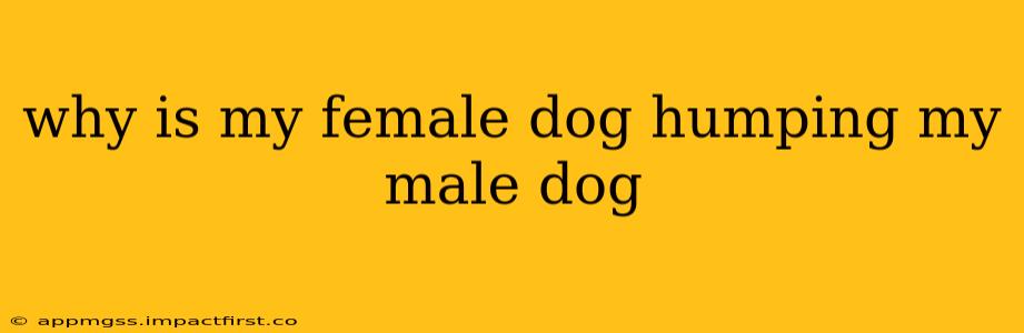 why is my female dog humping my male dog