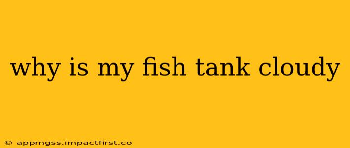 why is my fish tank cloudy
