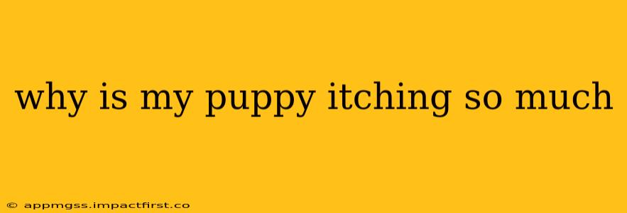why is my puppy itching so much