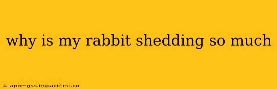 why is my rabbit shedding so much