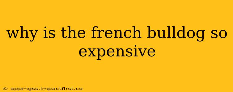 why is the french bulldog so expensive