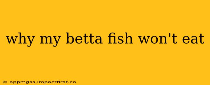 why my betta fish won't eat