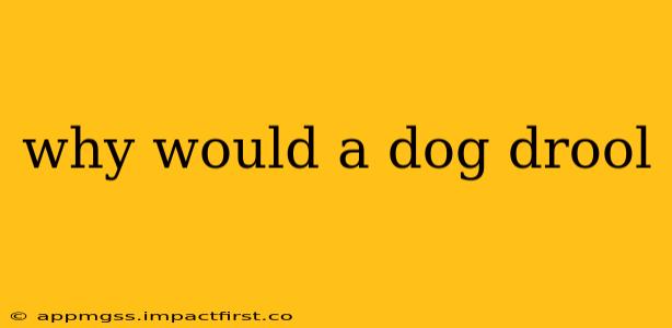 why would a dog drool