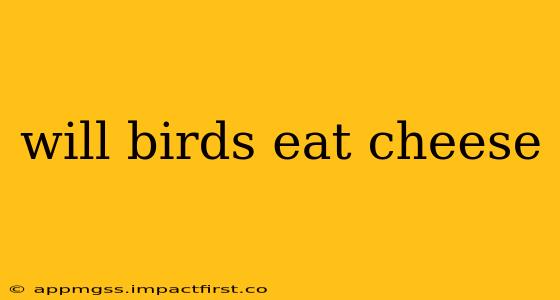 will birds eat cheese