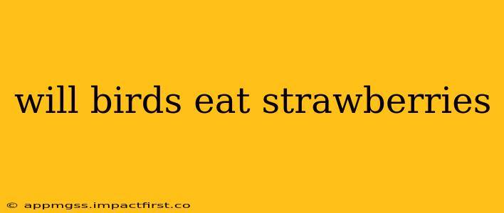 will birds eat strawberries