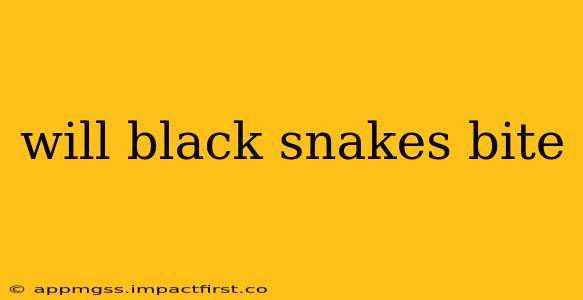 will black snakes bite