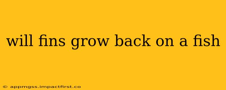 will fins grow back on a fish