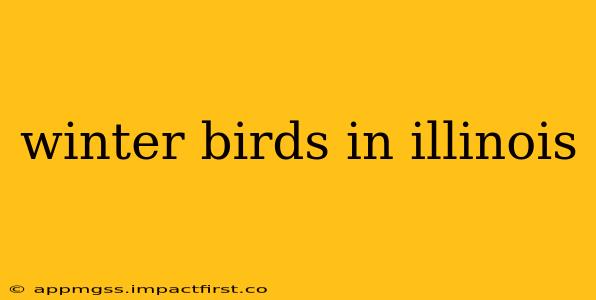 winter birds in illinois