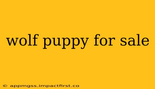 wolf puppy for sale