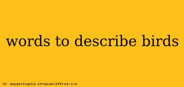 words to describe birds