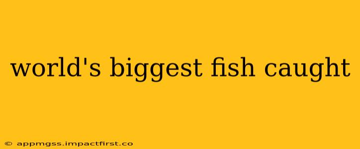 world's biggest fish caught