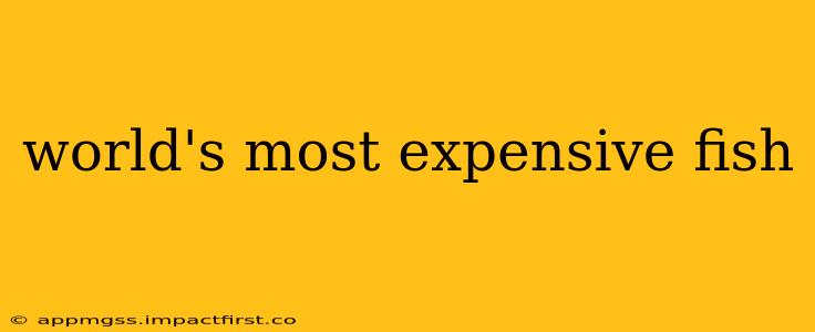 world's most expensive fish