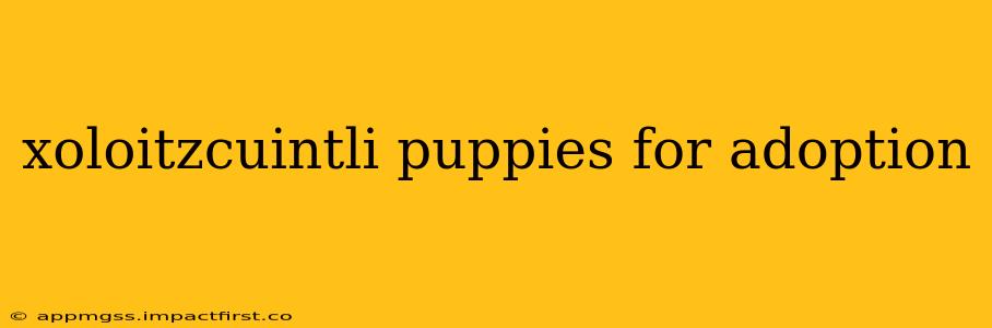 xoloitzcuintli puppies for adoption