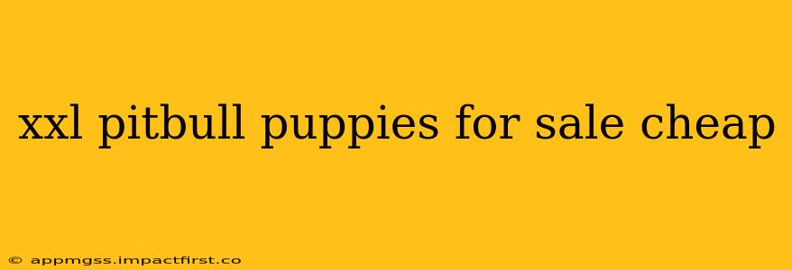 xxl pitbull puppies for sale cheap
