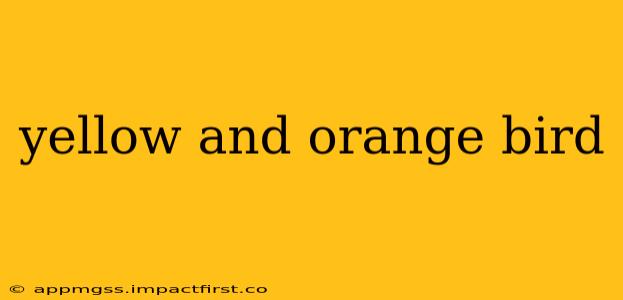 yellow and orange bird