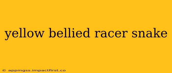 yellow bellied racer snake