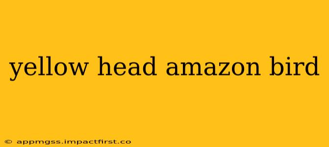 yellow head amazon bird