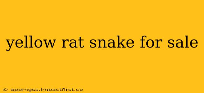 yellow rat snake for sale