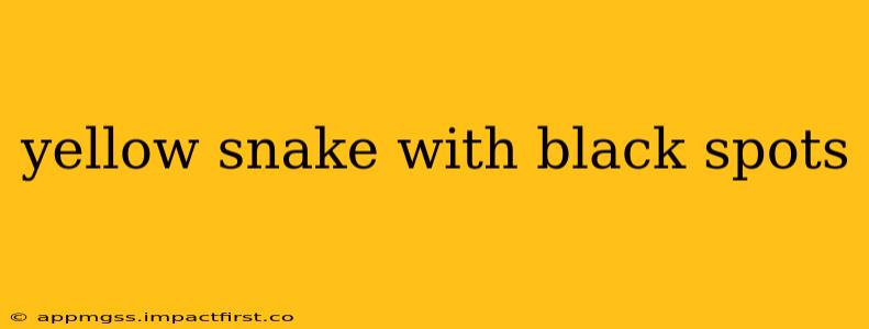 yellow snake with black spots