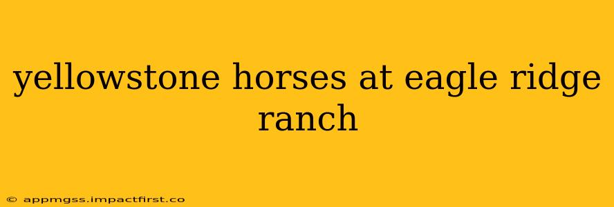 yellowstone horses at eagle ridge ranch