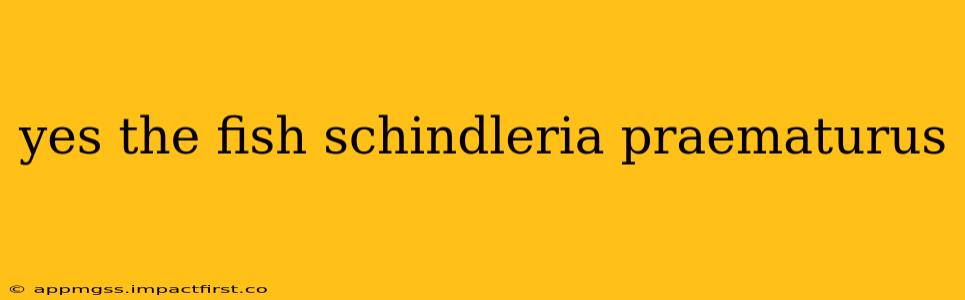 yes the fish schindleria praematurus