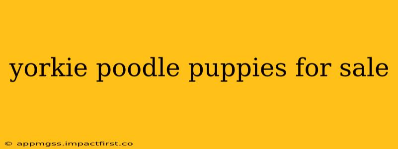 yorkie poodle puppies for sale