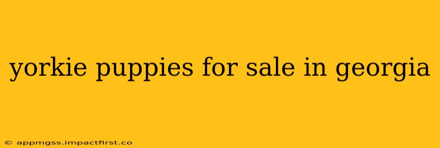 yorkie puppies for sale in georgia