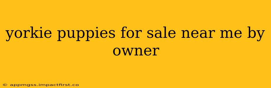 yorkie puppies for sale near me by owner